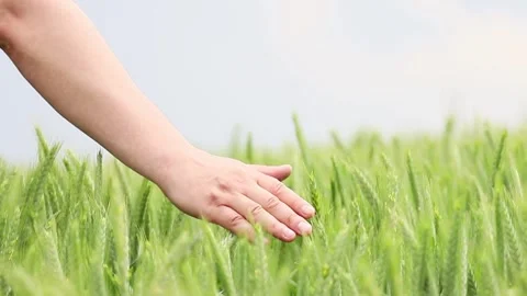 Exploring the serenity of a lush green field while connecting with nature Stock-Footage 295338820