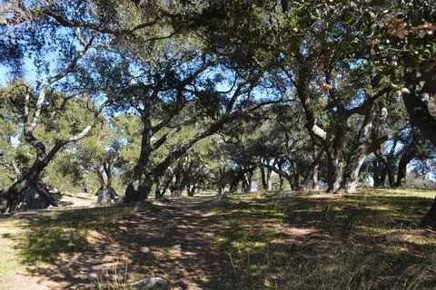 Exploring a Shaded Path Among Ancient Oak Trees in Sunny Nature Stock Photos