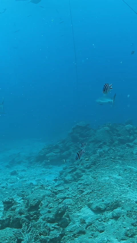 Exploring sharks and reefs during morning dive in Fiji 스톡 동영상 320795206