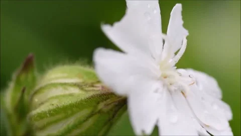 Exploring Silene Latifolia or White Campion Stock Footage 197277987