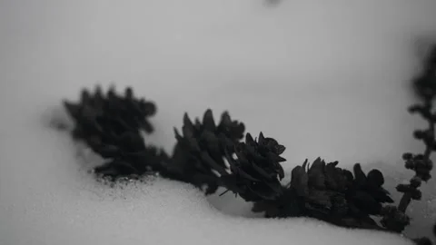 Exploring snow-covered branches in a quiet winter field during afternoon light Stock Footage 332637784