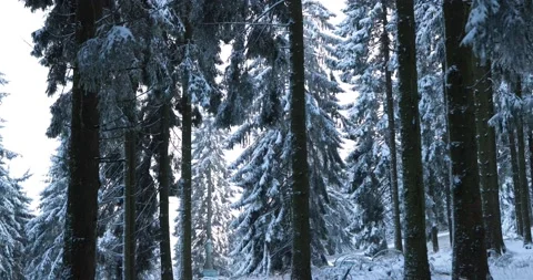 Exploring the snow covered taunus winter forest during frosty day, cold climate Stock Footage 232671987