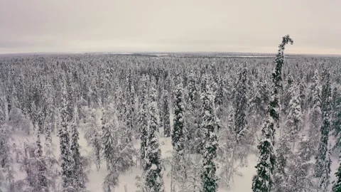 Exploring a snowy forest landscape during winter in the remote wilderness, showc Stock Footage 285880055