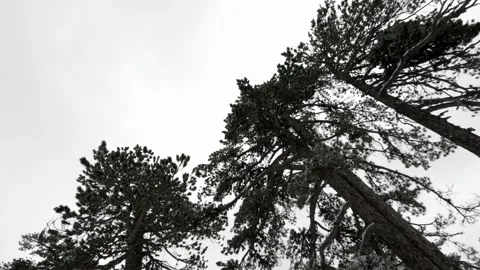 Exploring a snowy forest with tall pine trees and overcast skies Stock Footage 301596847