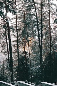 Exploring in the snowy pine forest. Stock Photos