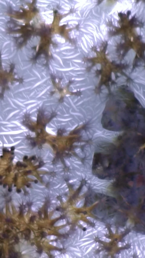 Exploring Soft Coral Colonies in the Philippine Sea Depths 库存影片 319381186