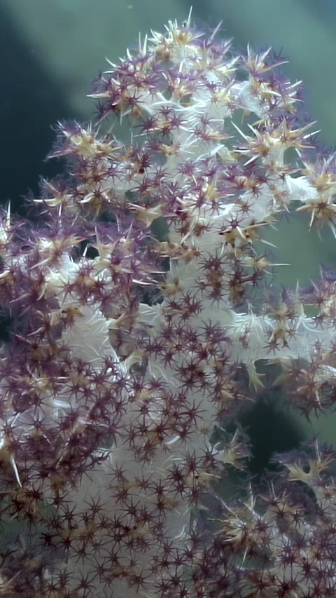 Exploring Soft Coral Gardens in the Underwater World of Philippines Video stock 321010914