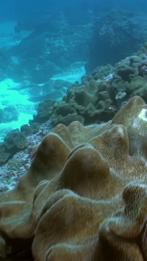 Exploring Soft Coral Reefs in Crystal Blue Waters During Midday Stock-Footage 321410386