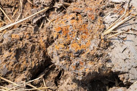 Exploring soil composition and agriculture insights in rural field environm.. Fotos Stock
