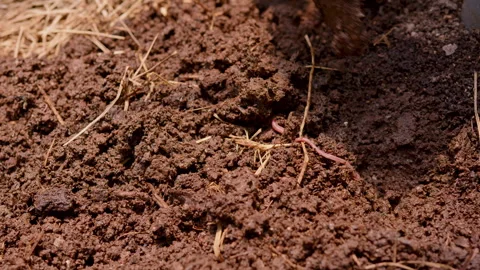 Exploring soil health and composting with worms on a farm in early spring Stock Footage 301571392