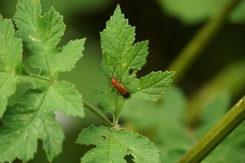 Exploring Soldier Beetle Stock-Fotos