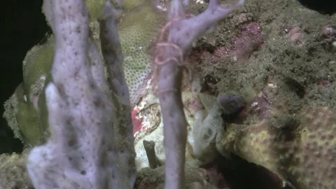 Exploring Sponge and Sea Life on the Coral Reef During Daytime Video stock 321596862