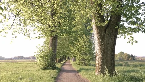 Exploring the Spring Landscape in Bavaria with a Stroll Through Tree-Lined Av Stock Footage 309035780