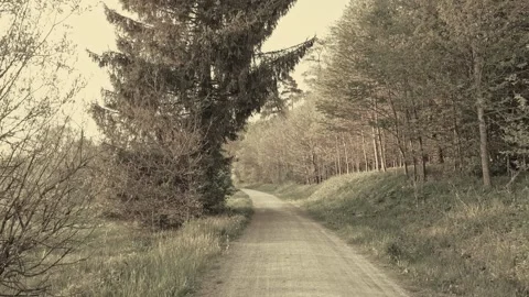Exploring a Spring Path in Memmingen, Bavaria, Surrounded by Fresh Green Gras Stock Footage 309046825