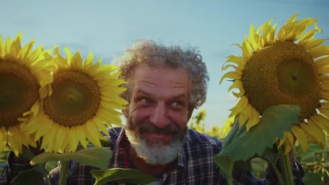 Exploring a sunflower field at sunset while enjoying nature's beauty and Stock Footage 283803172