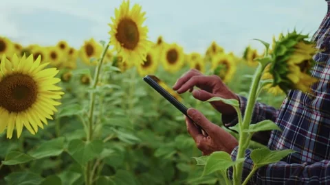 Exploring sunflower fields while checking smartphone messages during the late Stock Footage 287283961