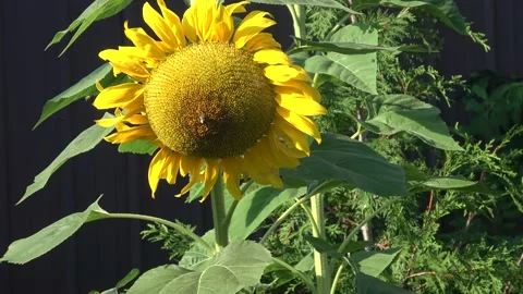Exploring the Sunflower garden Stock Footage 205552318