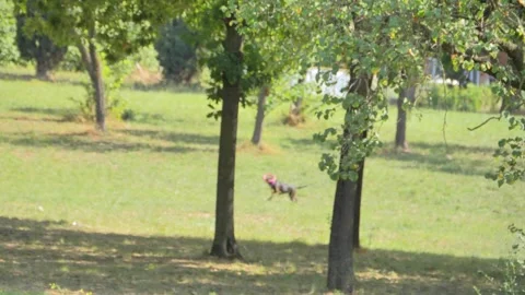 Exploring a Sunlit Park With Lush Greenery and Playful Wildlife in Early Video stock 281333292