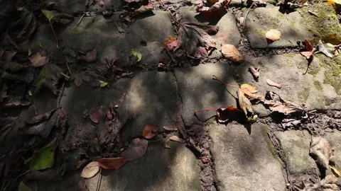 Exploring a Sunlit Path Covered With Leaves in a Serene Forest Setting Stock Footage 287902015