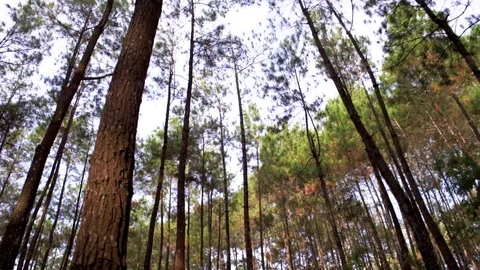Exploring Tall Pine Trees in the natural forest park Stock Footage 97112003