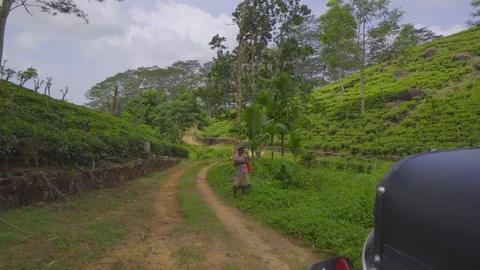 Exploring Tea Plantations,  Sri Lanka Stock-Footage 107537224
