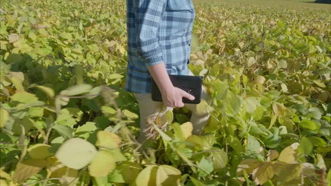 Exploring Technology in Agriculture Embracing Modern soybeans Farming and Sustai Stock Footage 318387347