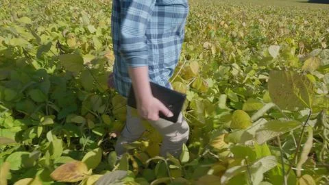 Exploring Technology in Agriculture Embracing Modern soybeans Farming and Sustai 스톡 사진