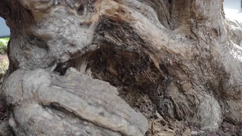 Exploring the texture and details of a tree root Stock Footage 335671429