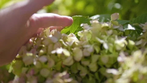 Exploring the texture of hydrangea flowers with fingers in 4k slow motion 1.. Stock-Footage 267694651