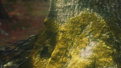 Exploring the texture of a tree trunk with moss in a forest setting Stock Footage 340026720