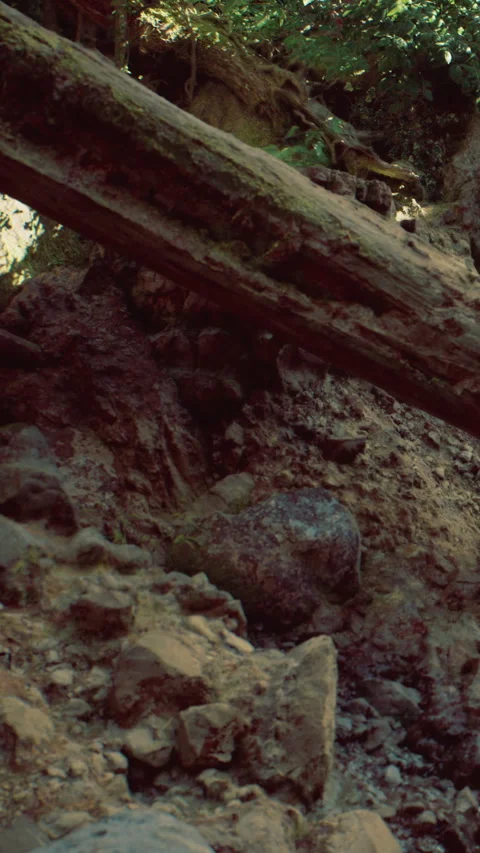 Exploring the textures of nature in a forest scene with fallen trees and rocks Stock Footage 331694767