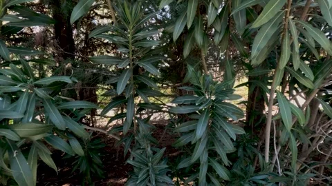 Exploring thick green foliage in a sunny park during the afternoon Vídeos de archivo 331275772