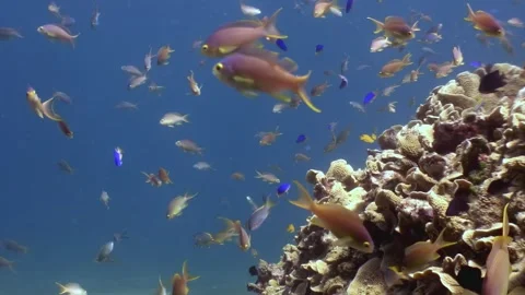Exploring thriving coral reefs and abundant fish life in the Philippines Stock Footage 321017849