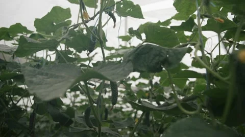 Exploring a thriving greenhouse filled with cucumber plants Video stock 289477652