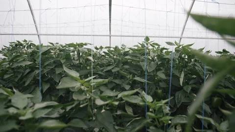 Exploring a thriving greenhouse filled with lush green plants and peppers Video stock 289478929