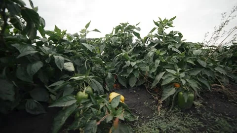 Exploring a thriving greenhouse filled with vibrant plants and vegetables Video stock 289477523