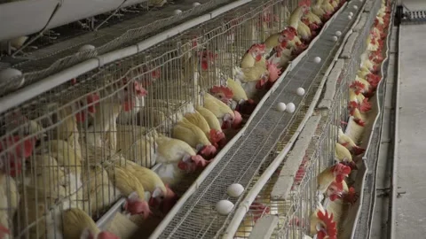 Exploring the Thriving World of Egg Production in India - A Comprehensive Look Stock Footage 324039869