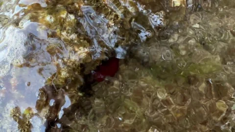 Exploring a tide pool in California with marine life and water movement at Stock Footage 339079892