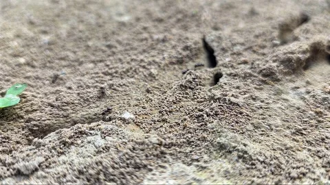 Exploring the Tiny World of Ants on the Ground Stock Footage 345365077