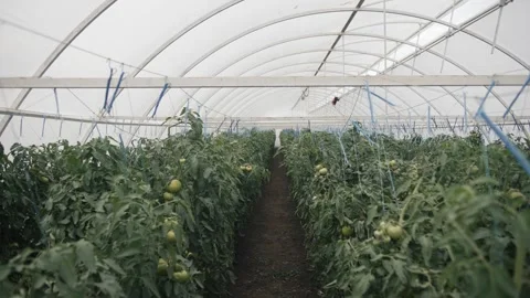 Exploring the tomato greenhouse cultivation techniques in a spacious structure Stock-Footage 289477625