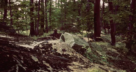 Exploring a tranquil forest landscape with rocky elements and greenery 動画素材 307115506
