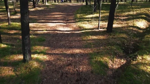 Exploring a tranquil forest path with a playful dog enjoying the outdoors Stock Footage 311813262
