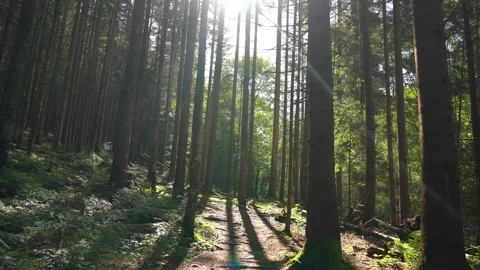 Exploring a tranquil forest trail bathed in sunlight during late afternoon Stock Footage 316141453