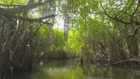 Exploring the tranquil mangroves of Laguna in Sri Lanka by boat safari Video stock 305388985