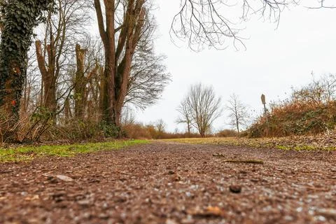 Exploring a tranquil path surrounded by trees on a cloudy day in a serene l.. Stock Photos