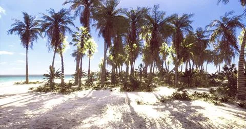 Exploring a tranquil tropical beach with swaying palm trees and soft sand Stock Illustration