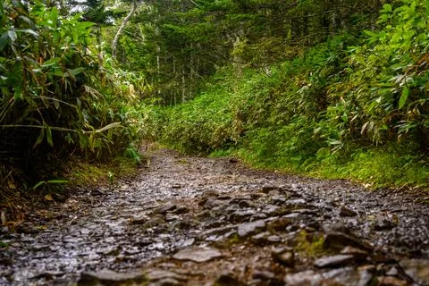 Exploring a tranquil wilderness path in the heart of Russia's lush landscape Stock-Fotos