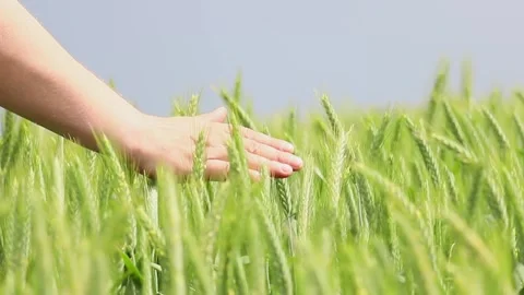 Exploring the tranquility of a wheat field while connecting with nature 스톡 동영상 295338878