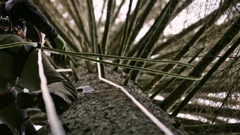 Exploring tree climbing and measurement in Bavarian Forest National Park Stock Footage 325725253