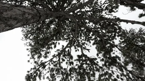 Exploring trees in a tranquil forest under a cloudy sky Stock Footage 301596805